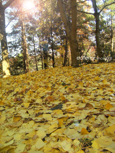 『カシワバアジサイの紅葉』 東山動植物園vol.18_b0142197_1094320.jpg