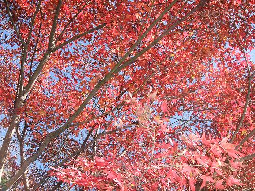 紅葉の鎌倉・師走のひとりごと・_f0153998_1082712.jpg