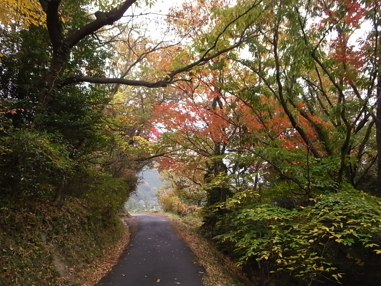 雨のみかん畑_e0135400_1304970.jpg