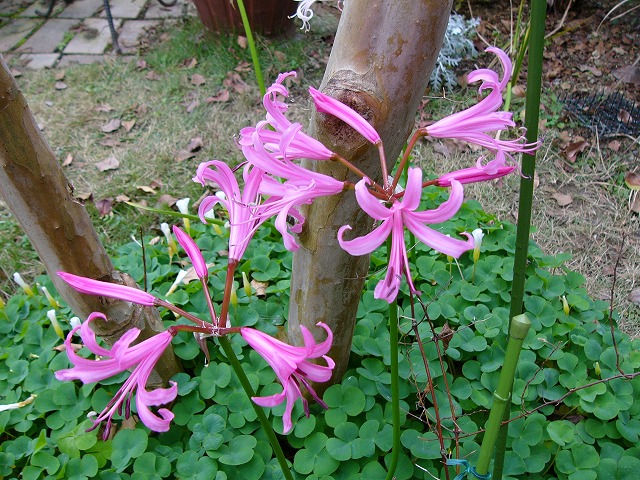 a0123003_17213364.jpg