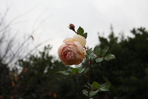 c0229003_8332133.jpg