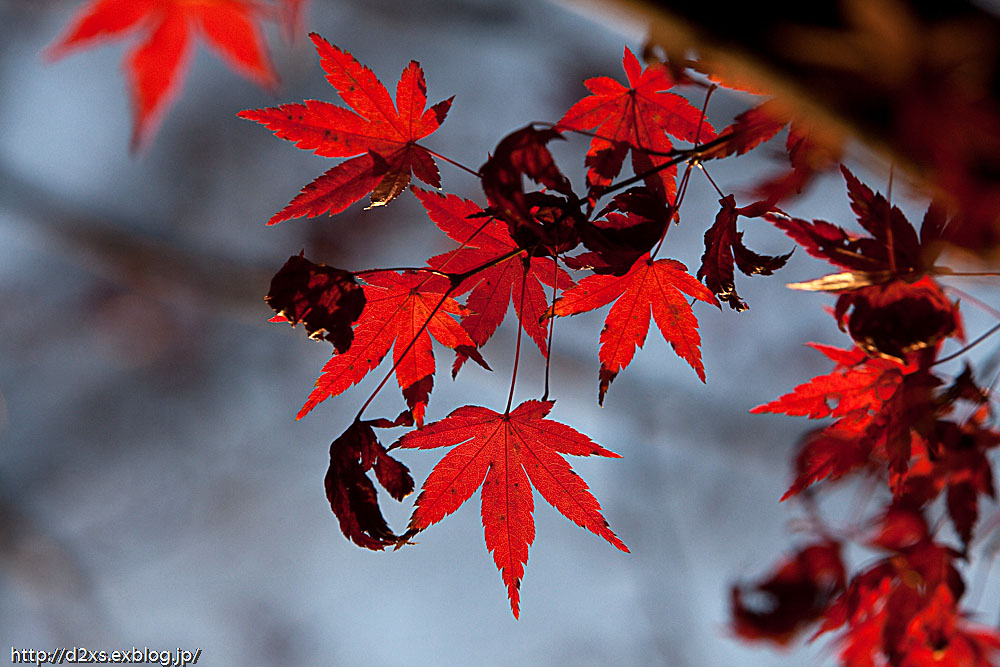 昭和記念公園　～紅葉撮影～_c0108409_2117225.jpg