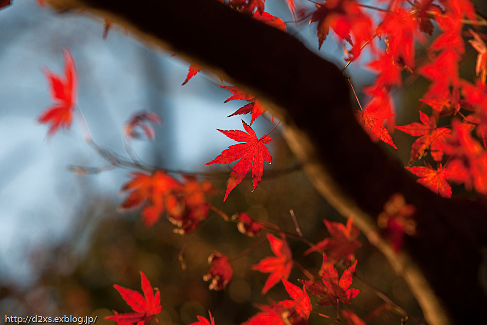 昭和記念公園　～紅葉撮影～_c0108409_21175524.jpg