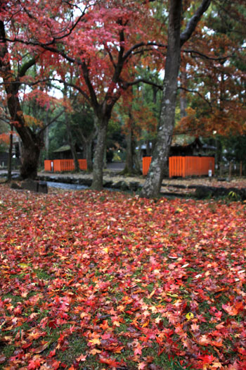 紅葉最終　上賀茂神社_e0048413_2281427.jpg