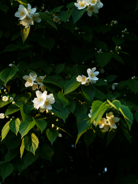 b0148617_1613163.jpg
