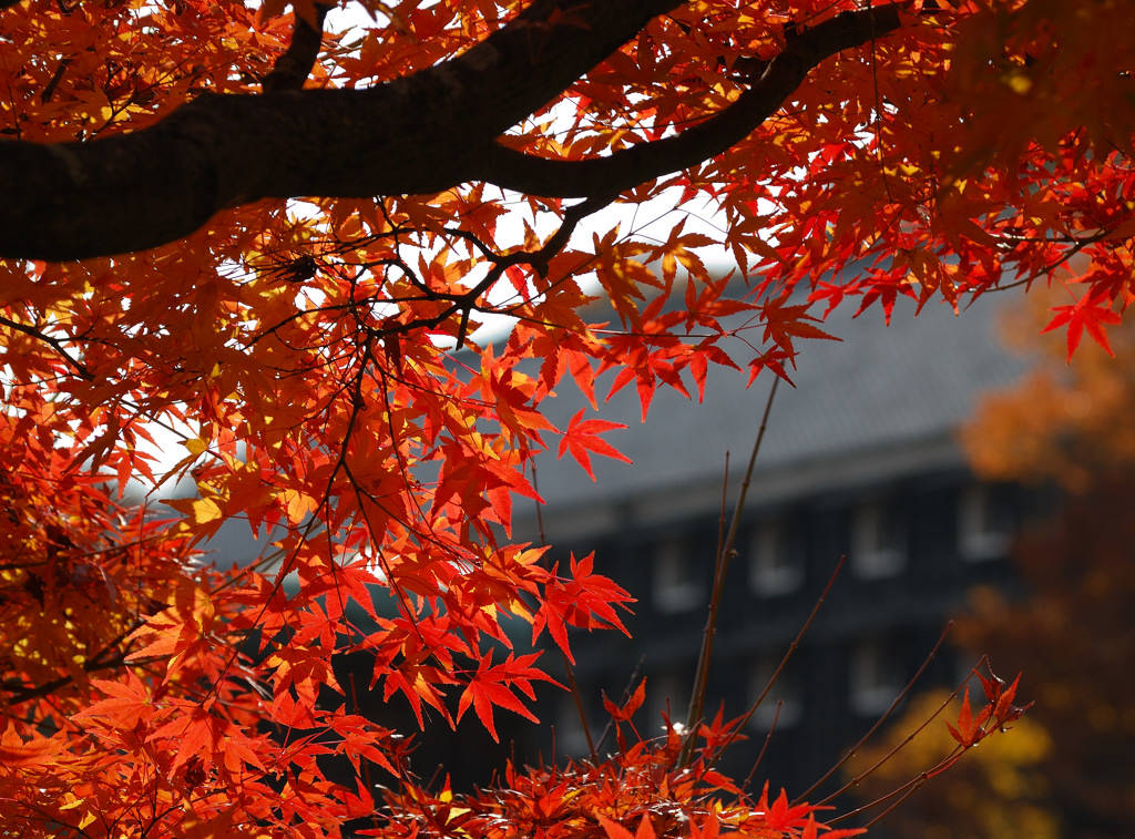 明治村、ボツ画像　紅葉編_c0171945_20581262.jpg