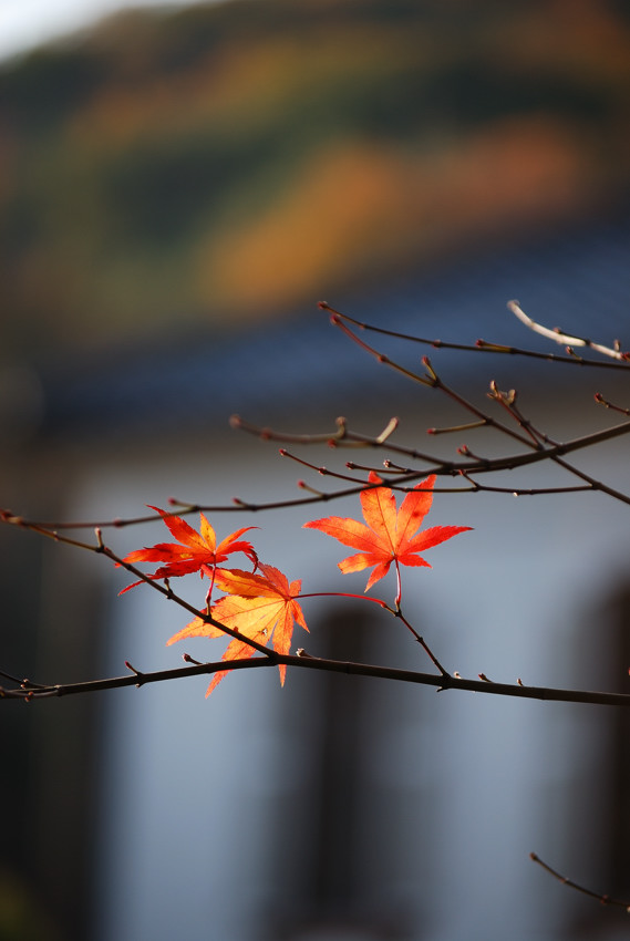 明治村、ボツ画像　紅葉編_c0171945_2145096.jpg