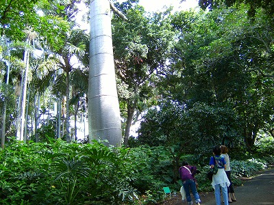 出会いの旅ー3日目緑のシャワー：植物園_e0137353_1928912.jpg