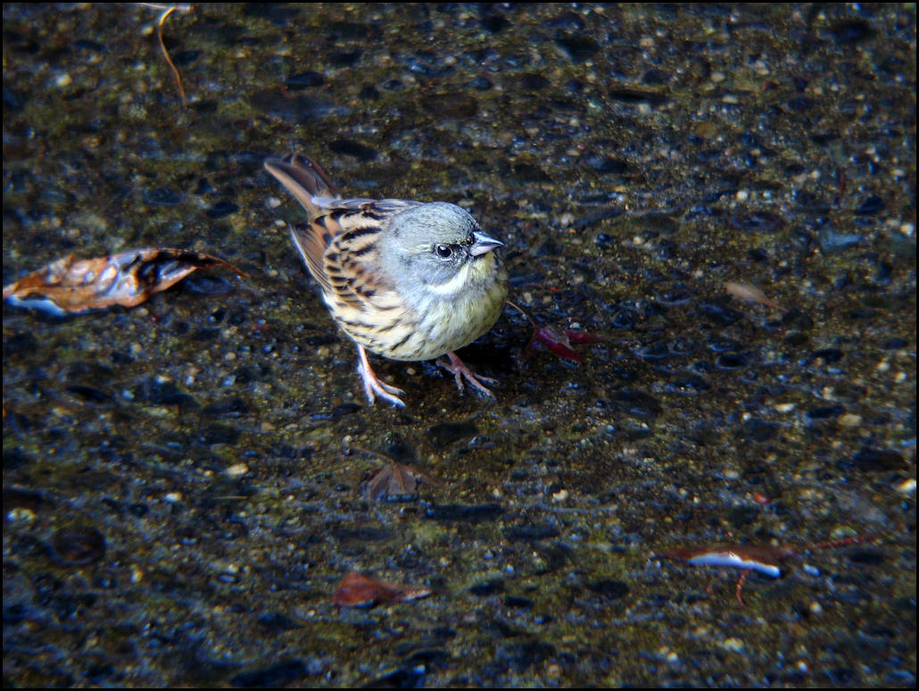 公園の野鳥達_c0198669_1842651.jpg