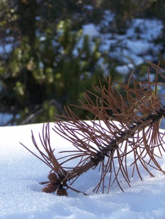 Ｂｒｅｃｋｅｎｒｉｄｇｅ　コロラド（ハイキング編）_e0028272_552316.jpg