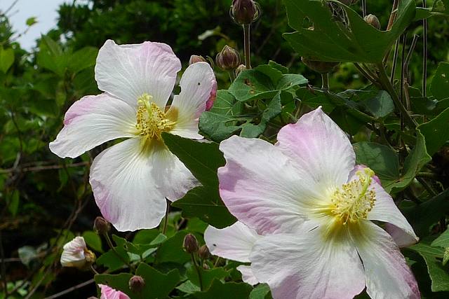 今日の花など（12/10）_b0115085_175226.jpg