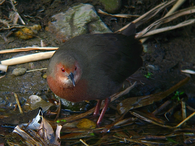 ２００９年初撮りの野鳥　～ヒクイナ～_c0213690_2125112.jpg