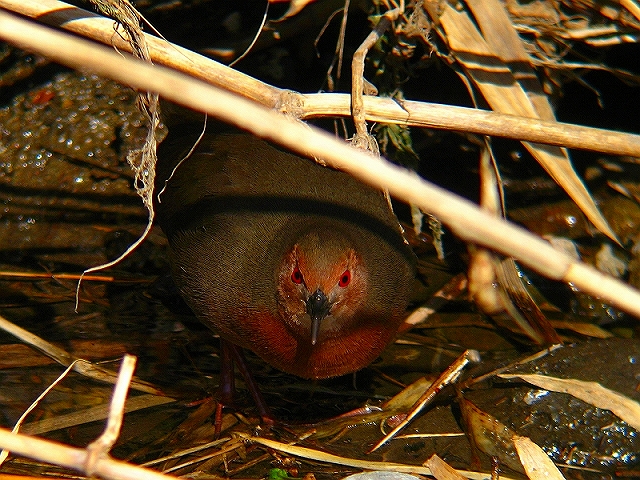 ２００９年初撮りの野鳥　～ヒクイナ～_c0213690_2135535.jpg