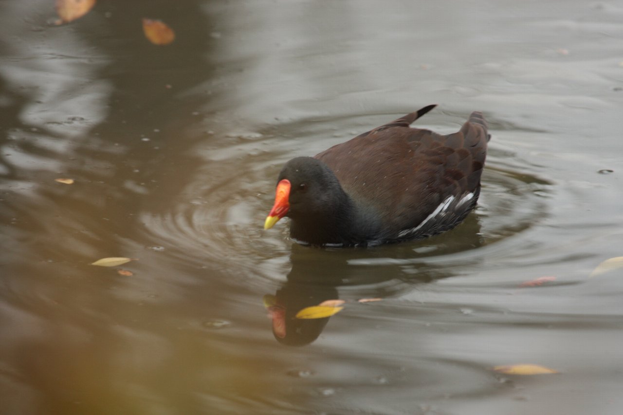 【井の頭公園の鳥達（５）】_e0167295_22113943.jpg