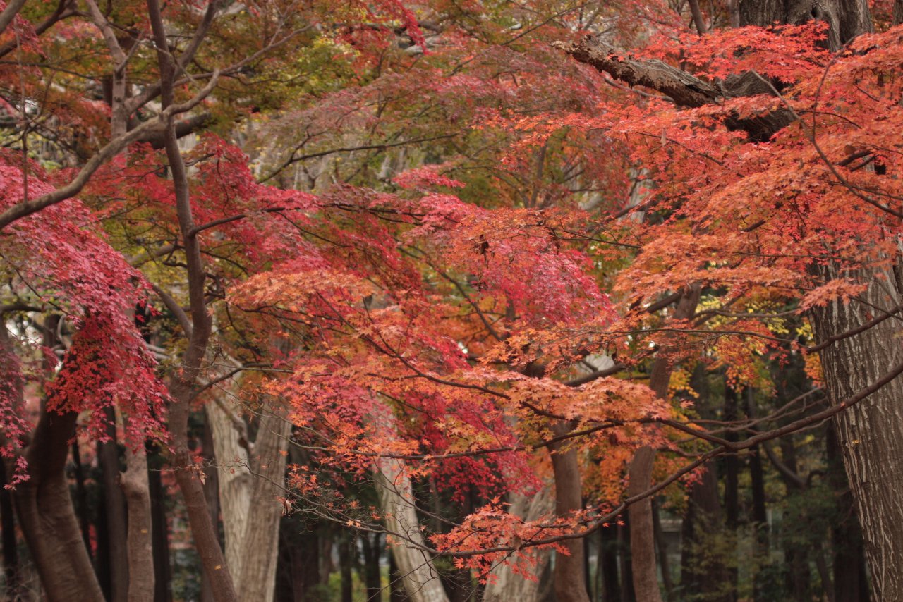 【井の頭公園の紅葉】_e0167295_22141192.jpg