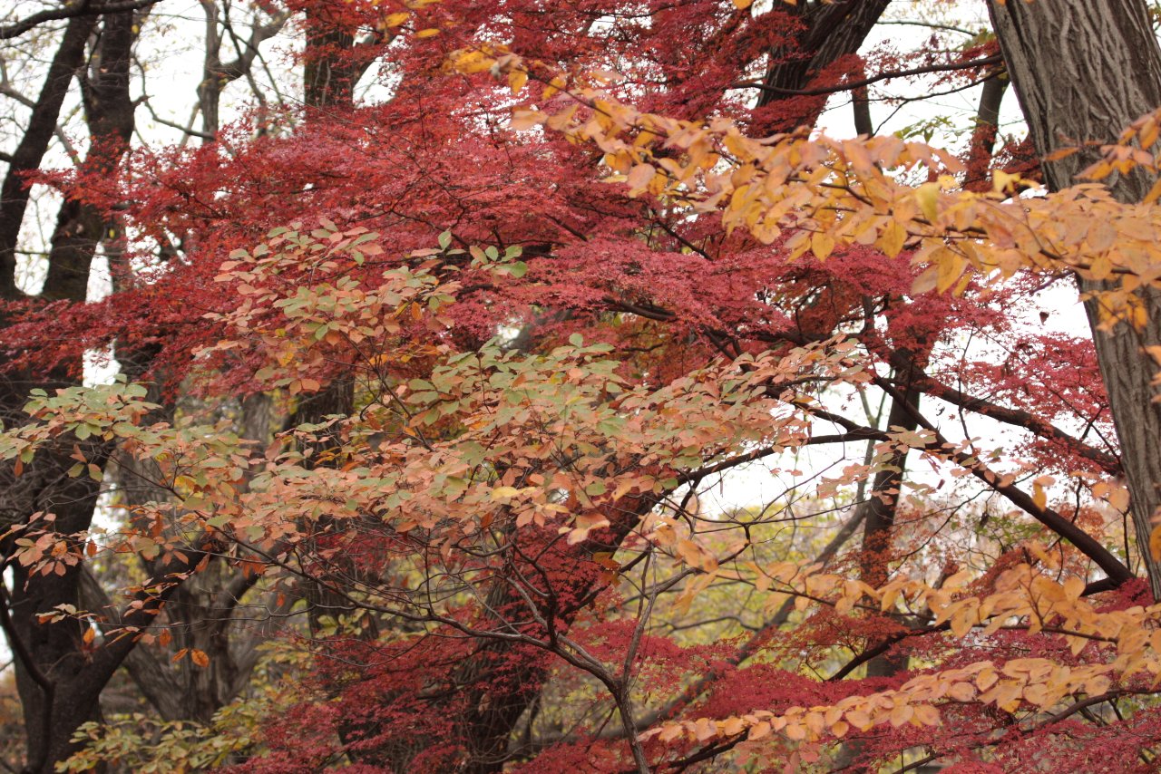 【井の頭公園の紅葉】_e0167295_22141979.jpg