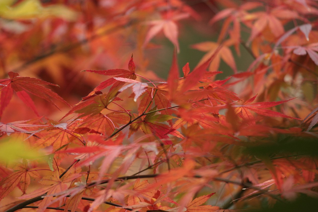 【井の頭公園の紅葉】_e0167295_22143315.jpg