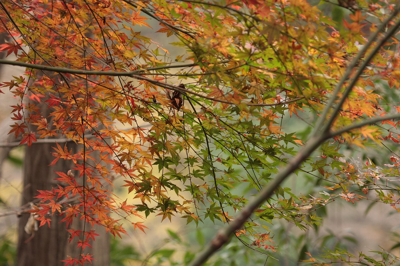 【井の頭公園の紅葉】_e0167295_22144061.jpg