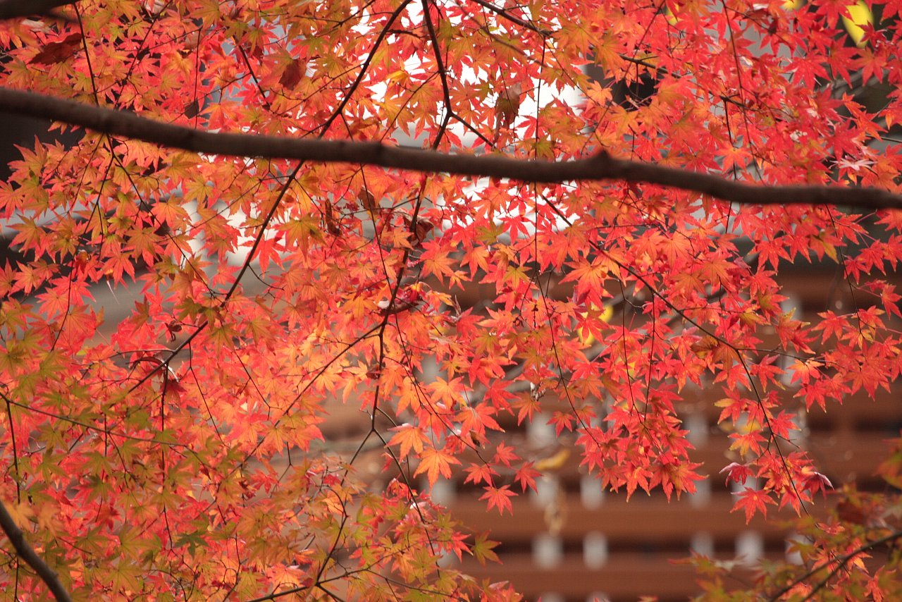 【井の頭公園の紅葉】_e0167295_22145437.jpg