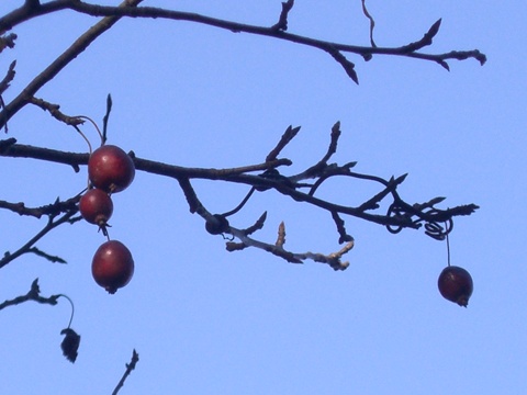 a0138198_1149357.jpg