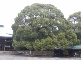 雨の明治神宮（参拝）_f0144003_17225955.jpg