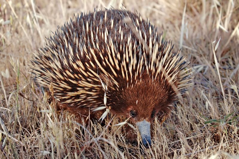カモノハシとハリモグラはどうやって有袋類の出現をやり過ごしたか 5号館を出て