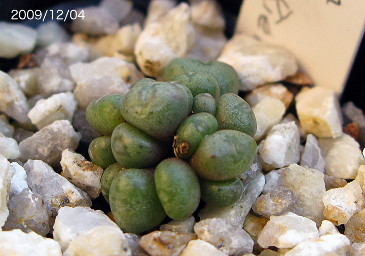 Conophytum pium : conocono's コノフィツム モノグラフ