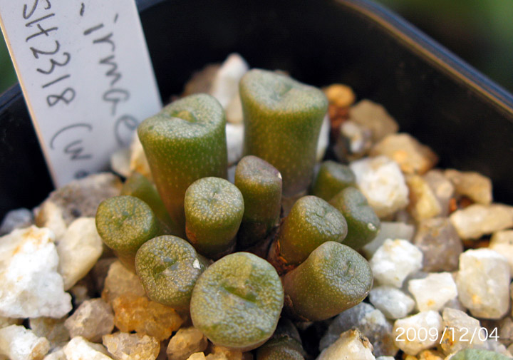 Conophytum Irmae Conocono S コノフィツム モノグラフ