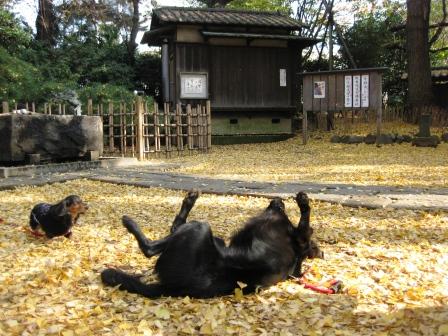 紅葉デート~♪ ②_f0155118_0204597.jpg