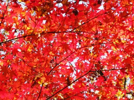 紅葉デート~♪ ②_f0155118_23403799.jpg