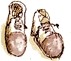 c0093830_123786.gif