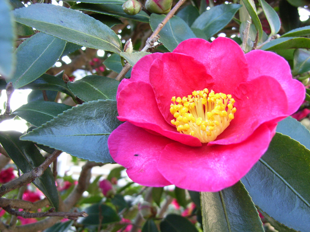 寒くなる とさざんかの花が咲きはじめます 季節の花は お好きですか