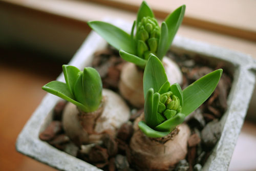 チューリップの球根は植えてしまうと土しか見えない_e0172372_23294097.jpg