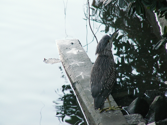 ★先週末の鳥類園(2009.12.5~6)_e0046474_16573235.jpg