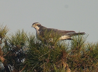 ★先週末の鳥類園(2009.12.5~6)_e0046474_1746324.jpg