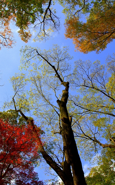 私の京都　『蓮華寺』～『糺の森』へ_a0128875_1339329.jpg