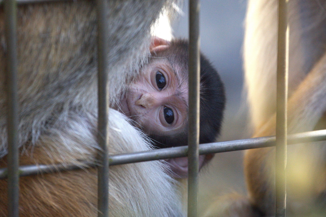 動物園_b0044477_0154438.jpg