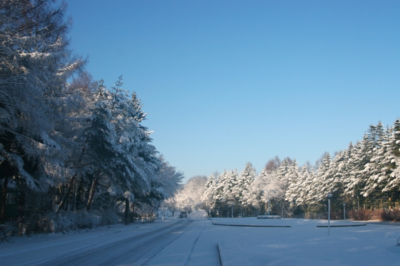 また雪降ったよ!_f0180878_9313455.jpg