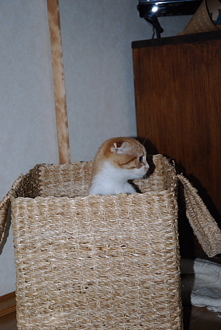 f0080385_10361016.jpg