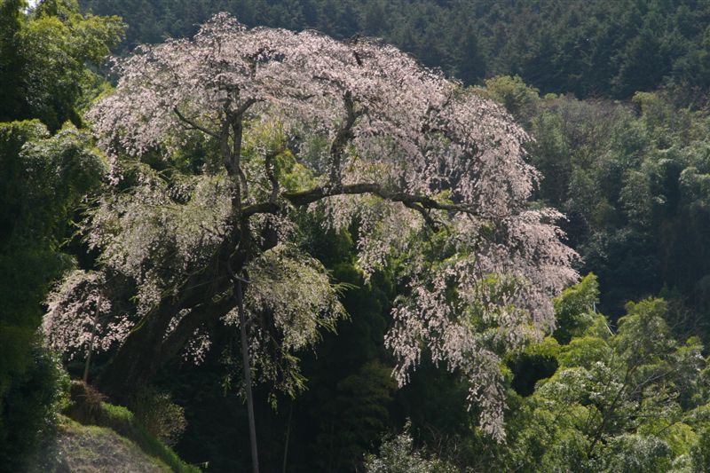 49-今井谷・八講桜_c0208389_20594328.jpg