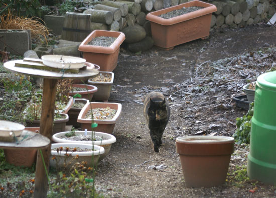 霜の下りた葉とサビ猫 (ついでに双子座流星群♪)_a0136293_19223053.jpg