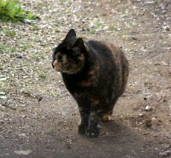 霜の下りた葉とサビ猫 (ついでに双子座流星群♪)_a0136293_19224618.jpg