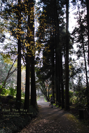 【犬的散歩日和】千葉・泉自然公園 〜 あの秋とこの秋　２／２_f0054594_4262770.jpg