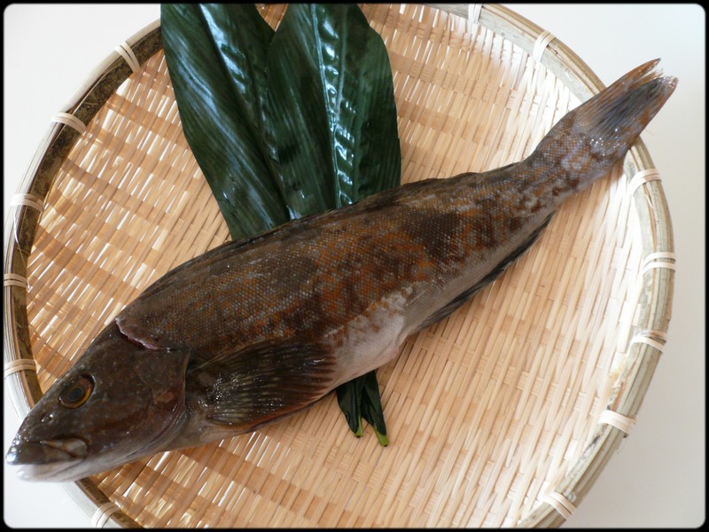今日の魚 アイナメ 魚と野菜と私と和ノ香