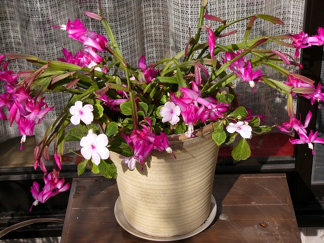 a0123003_20392737.jpg