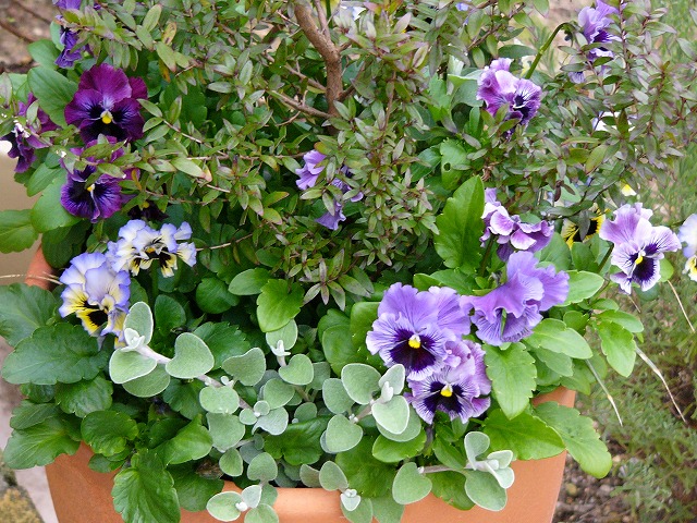 鉢植えのお花達　と　今日のおやつ～♪_a0123003_2043886.jpg