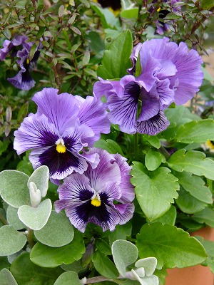 鉢植えのお花達　と　今日のおやつ～♪_a0123003_2044198.jpg