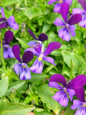 鉢植えのお花達　と　今日のおやつ～♪_a0123003_20525933.jpg