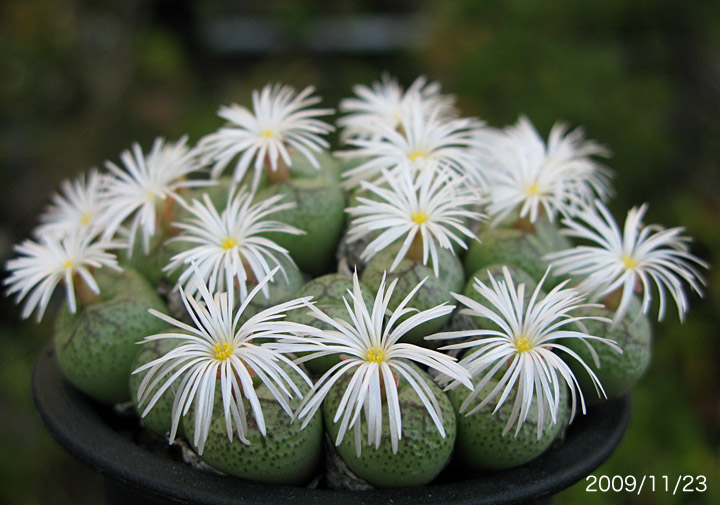 Conophytum ficiforme : conocono's コノフィツム モノグラフ