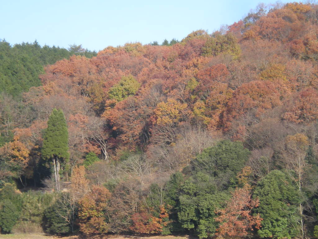 初霜イン 日田_a0125419_12335333.jpg